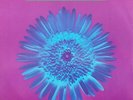 Opus III - It's A Fine Day - Used Vinyl Record 12 - Z2508z