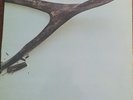 Wishbone Ash. Self Titled Vinyl Album. Original German Import. VG+