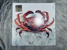Mariachi El Bronx The - Self Titled Debut Clear w Black Smoke Vinyl LP New Seal