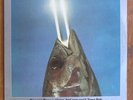 Reo Speedwagon…You can Tune a piano, but you can’t Tuna fish