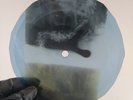 BEATLES DEVIL IN HER HEART X-Ray USSR Record Roentgen Bones Ribs Music Vinyl