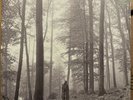 taylor swift folklore in the trees vinyl Gold Edition