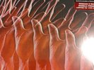 The Electric Prunes-Release Of An Oath- LP 2020 Ltd. Edition- Mint/Neuwertig 