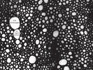 The Telescopes As Light Return (Vinyl) 12