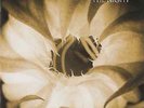 Morphine - The Night | [Orange Vinyl LP] | Modern Classics