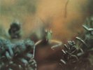 Steely Dan ‎– Katy Lied-Vinyl FREE shipping