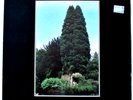 John Foxx – The Garden - 1980's UK LP - Near Mint