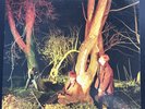 Echo And The Bunnymen – Crocodiles 1980 Vinyl LP New Wave SRK6096