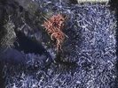 Of Feather And Bone | Black Vinyl LP | Sulfuric Disintegration  |