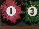 Thee Oh Sees Osees The Chapel SF 10.02.19 Ltd Orc Puke Coloured Vinyl New Sealed