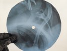 BOB DYLAN GAMBLIN WILLIE X-Ray USSR Record Roentgen Bones Ribs Music Vinyl