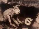 Pixies – Monkey Gone To Heaven   EX   Vinyl LP49