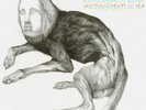 Thee Oh Sees | White Vinyl LP | Putrifiers 2 | In The Red