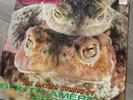 Peter And The Test Tube Babies  The Mating Sounds Of... Punk Vinyl LP