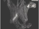 2xLP Oceansize Self Preserved While The Bodies Float Up WHITE MARBLE Superba
