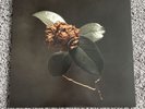 St. Paul & The Broken Bones - Young Sick Camellia vinyl LP record RARE