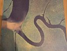Serpent's Egg by Dead Can Dance 4AD Records (Very Good Plus)