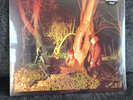 Echo & the Bunnymen - Crocodiles - 2020 - 180 gram - Remastered - SEALED LP