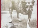 ALICE IN CHAINS   TRIPOD 3 LEGGED DOG 2 LP MINT SEALED  EU IMPORT RE COLOR VINYL