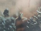 Steely Dan ‎– Katy Lied Vinyl LP 33 RPM MCA Coral ‎– MCA-37043