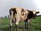 PINK FLOYD - Atom Heart Mother - G/F Vinyl LP - 1970 Harvest (SHVL 781)