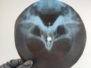 BEATLES LET IT BE X-Ray USSR Record Roentgen Bone Ribs Music Vinyl