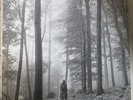 Taylor Swift Folklore 2 x Vinyl, LP, Album, Deluxe Edition, Brown In The Trees