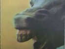 Crazy Horse - Crazy Horse (LP, Album, San) (Very Good Plus (VG+))