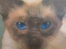Blink-182 - Cheshire Cat (Blue Vinyl)