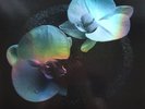 Mike Patton, Jean-Claude Vannier - Corpse Flower (LP, Album, Smo) (Mint (M)) - 1