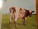 PINK FLOYD  LP ATOM HEART MOTHER VINILE ANNI '70 ITALY GATEFOLD BUONE CONDIZIONI