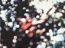 Pink Floyd Obscured By Clouds USA SW-11078 Harvest Records NM 1972 Great Copy