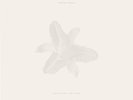 The Dead Tongues - Body of Light / I Am A Cloud (Vinyl) PSY044LP