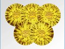 Elvis 70th Anniversary Special Release 5 x SUN 78 RPM 10