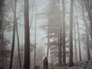 Folklore - In The Trees - Taylor Swift. Vinyl. New, Sealed.