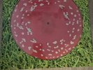 Kasabian Happenings Trippy Shroom Vinyl Ltd Edition Of 2000