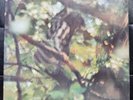 VINILE 33 CLAUDIO ROCCHI LP 