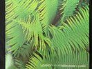 LP Edgar Froese – Ypsilon In Malaysian Pale -  DE – 1975 – Brain – 1074