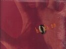 Thousand Yard Stare Hands On LP vinyl UK Polydor 1992 limited edition 11 track