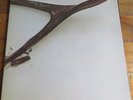 Wishbone Ash LP - Wishbone Ash (MCA Black Label Gatefold Sleeve MKPS 2014)