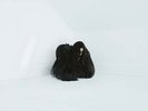 New Music Chelsea Wolfe 