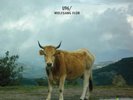 U96 & WOLFGANG FLÜR Transhuman LIMITED 2LP COLORED VINYL 2020