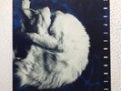 Chapterhouse - Whirlpool Original 1991 UK Vinyl Album LP