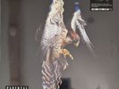 The Courteeners - Falcon, LP, (White Vinyl) Record Store Day Ltd Ed New Sealed
