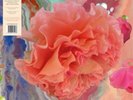 Conic Rose Heller Tag (Vinyl) 12