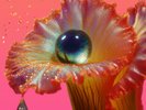 Various | Black 2xVinyl LP | Shygirl - Fabric Presents | Fabric