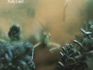 Steely Dan - Katy Lied - Used Vinyl Record - T11757z