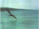 Chick Corea Return To Forever ECM Vinyl LP