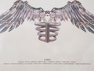 Zayn Malik Icarus Falls Hot Pink 2LP Vinyl Record Limited ( 1D One Direction )