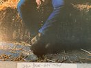 John Prine Self Titled Atlantic Records SD 8296 Lyric Sheet Play Tested EX/VG